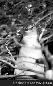 blur in south africa betty&rsquo;s bay wildlife nature reserve birds penguin and rocks