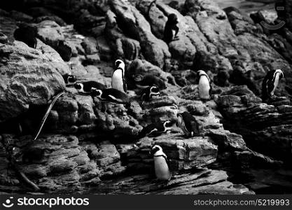 blur in south africa betty&rsquo;s bay wildlife nature reserve birds penguin and rocks