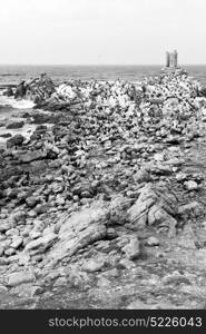 blur in south africa betty&rsquo;s bay wildlife nature reserve birds penguin and rocks