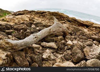 blur in south africa branch dead tree coastline of st lucia and winter season