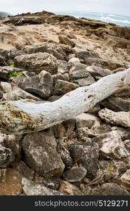 blur in south africa branch dead tree coastline of st lucia and winter season