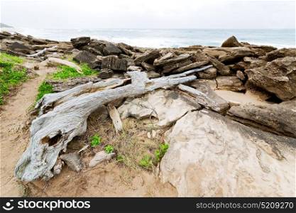 blur in south africa branch dead tree coastline of st lucia and winter season