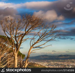 blur in south africa cape town panoramic from table mountain tree nature and cloud