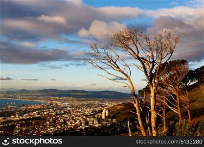blur in south africa cape town panoramic from table mountain tree nature and cloud