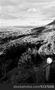 blur in south africa cape town panoramic from table mountain tree nature and cloud