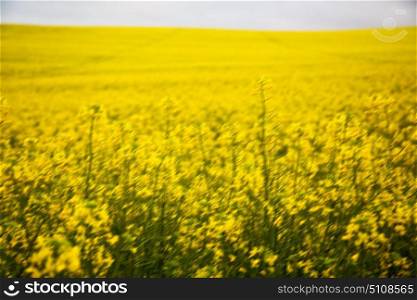 blur in south africa close up of the colza yellow field like texture background