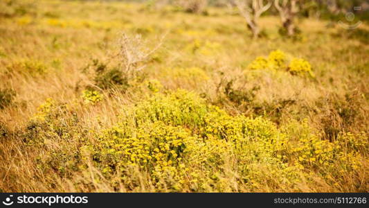 blur in south africa close up of the colza yellow field like texture background