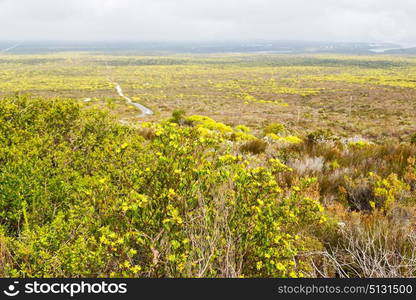 blur in south africa close up of the colza yellow field like texture background