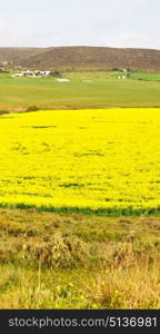 blur in south africa close up of the colza yellow field like texture background