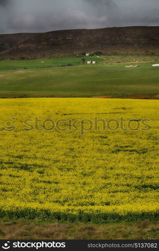 blur in south africa close up of the colza yellow field like texture background