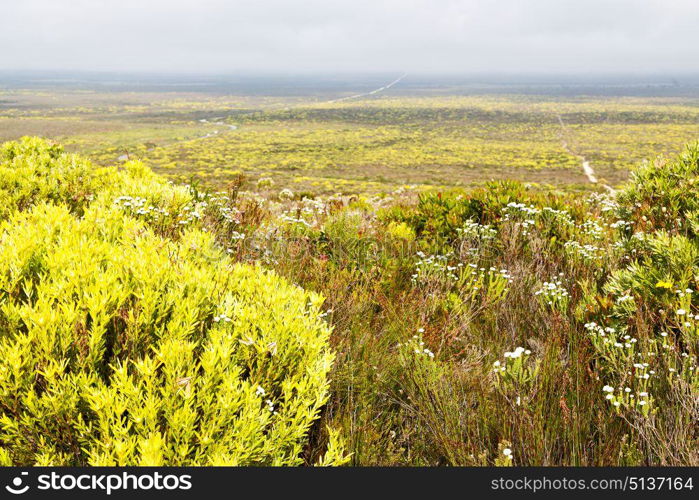 blur in south africa close up of the colza yellow field like texture background