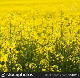 blur in south africa close up of the colza yellow field like texture background