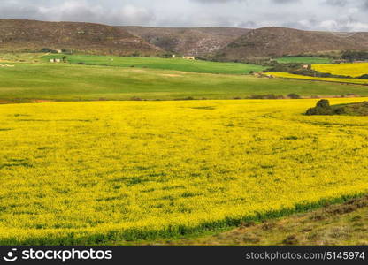 blur in south africa close up of the colza yellow field like texture background