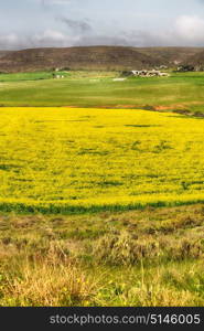 blur in south africa close up of the colza yellow field like texture background