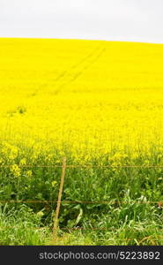 blur in south africa close up of the colza yellow field like texture background