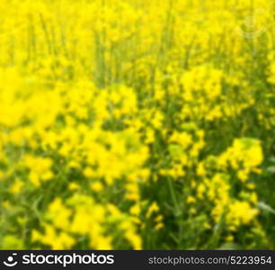 blur in south africa close up of the colza yellow field like texture background