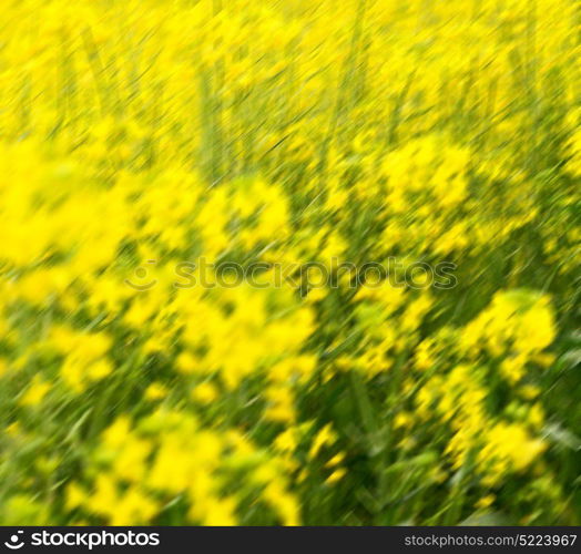 blur in south africa close up of the colza yellow field like texture background