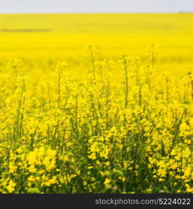 blur in south africa close up of the colza yellow field like texture background