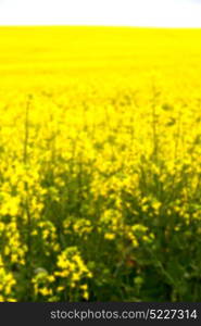 blur in south africa close up of the colza yellow field like texture background