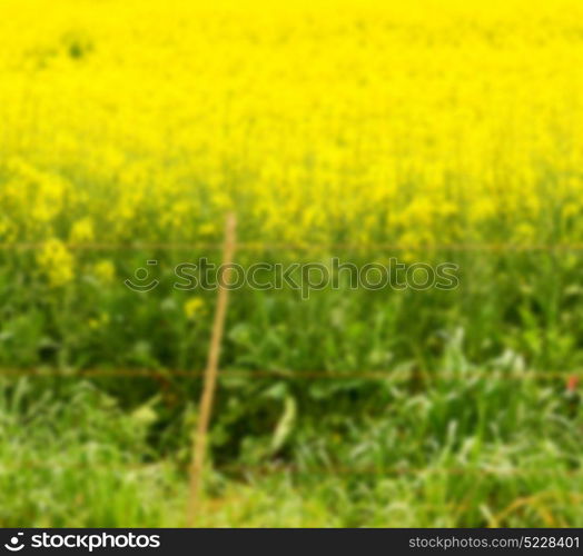 blur in south africa close up of the colza yellow field like texture background