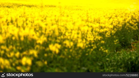 blur in south africa close up of the colza yellow field like texture background