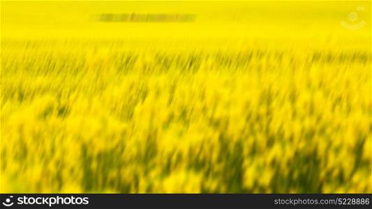 blur in south africa close up of the colza yellow field like texture background