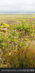 blur in south africa close up of the colza yellow field like texture background