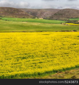 blur in south africa close up of the colza yellow field like texture background