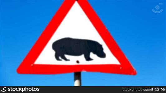 blur in south africa close up of the hippopotamus sign like texture background