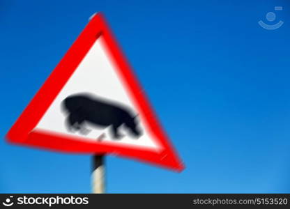 blur in south africa close up of the hippopotamus sign like texture background