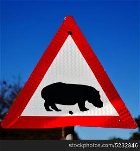 blur in south africa close up of the hippopotamus sign like texture background