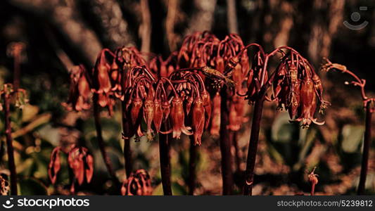 blur in south africa close up of the red orange cactus flower and garden