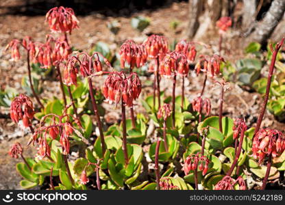 blur in south africa close up of the red orange cactus flower and garden