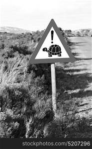 blur in south africa close up of the turtle sign like texture background