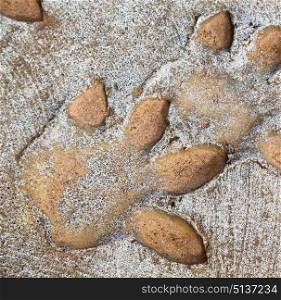 blur in south africa dirty footprint of wild animal marked the cement