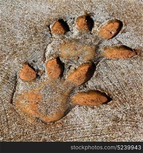 blur in south africa dirty footprint of wild animal marked the cement