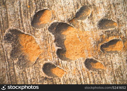 blur in south africa dirty footprint of wild animal marked the cement