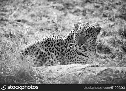blur in south africa kruger natural park wild leopard resting after hounting