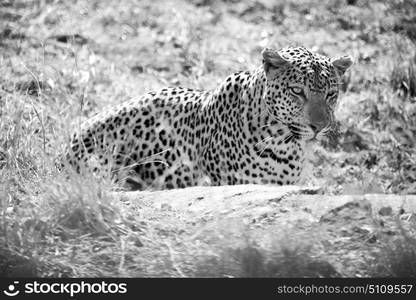 blur in south africa kruger natural park wild leopard resting after hounting