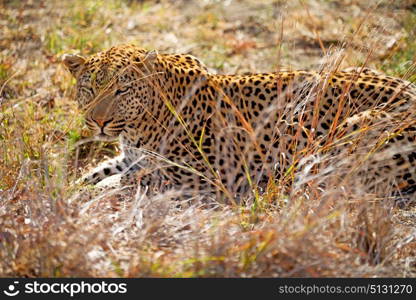 blur in south africa kruger natural park wild leopard resting after hounting