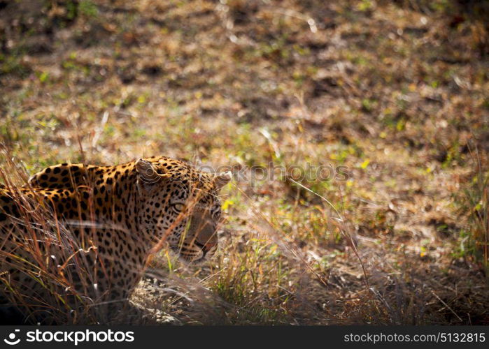 blur in south africa kruger natural park wild leopard resting after hounting