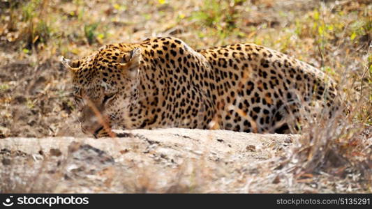 blur in south africa kruger natural park wild leopard resting after hounting