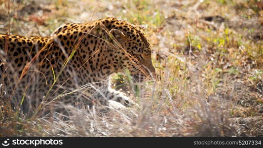 blur in south africa kruger natural park wild leopard resting after hounting