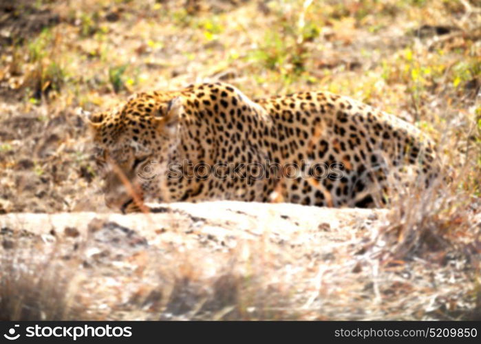 blur in south africa kruger natural park wild leopard resting after hounting