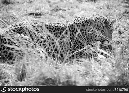 blur in south africa kruger natural park wild leopard resting after hounting