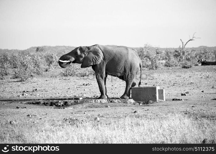 blur in south africa kruger wildlife nature reserve and wild elephant