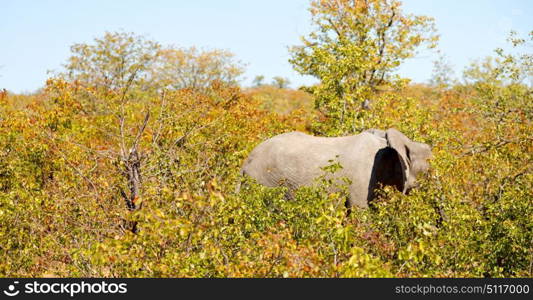 blur in south africa kruger wildlife nature reserve and wild elephant