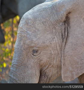 blur in south africa kruger wildlife nature reserve and wild elephant