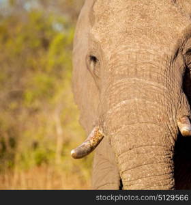 blur in south africa kruger wildlife nature reserve and wild elephant