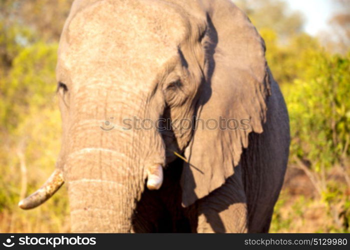 blur in south africa kruger wildlife nature reserve and wild elephant